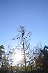 Saturday on the Boulevard