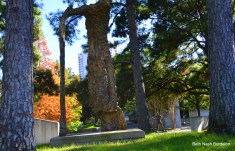 Cullen Sculpture Garden-MFAH
