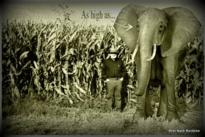 corn with elephant