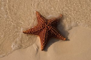starfish on beach
